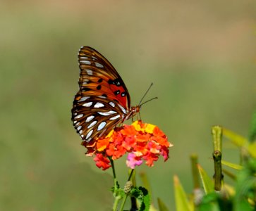 Shallow Focus Photography Of Brown And White Butterfly On Orange And Yellow Flowers During Daytime