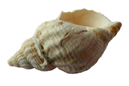 Blur Close-up Conch photo