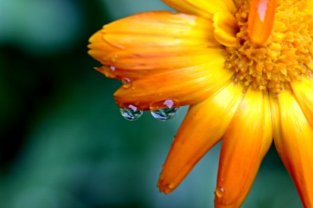 Cluster Petal Flower Splashed With Water