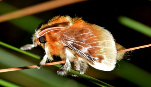 Brown Tussock Moth In Tilt Shift Lens