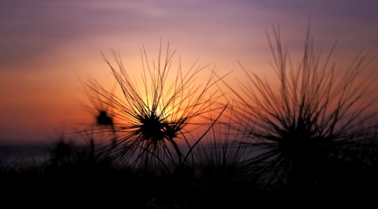 Silhouette Of Plants During Sunset photo