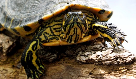 Yellow And Black Turtle photo