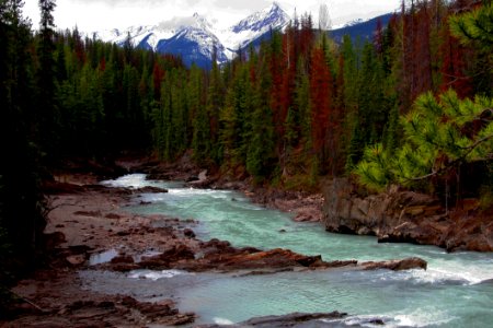 Green Pine Trees Near Rapid River During Daytime photo