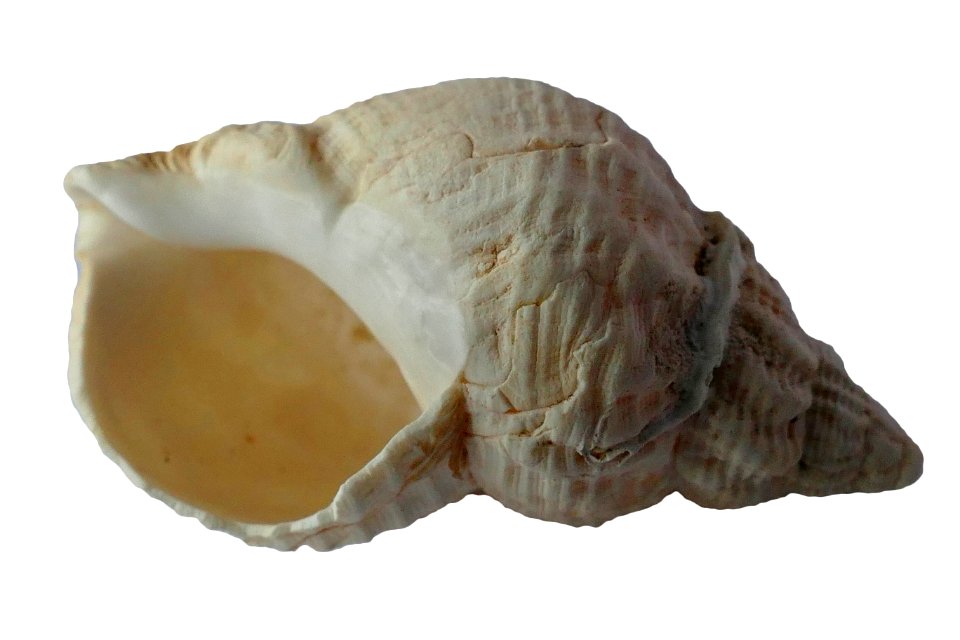 Blur Close-up Conch photo