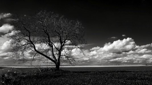 Gray Scale Photo Of Leafless Tree Under Cloudy Sky photo