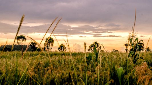 Wheat Fields During Golden Hour photo