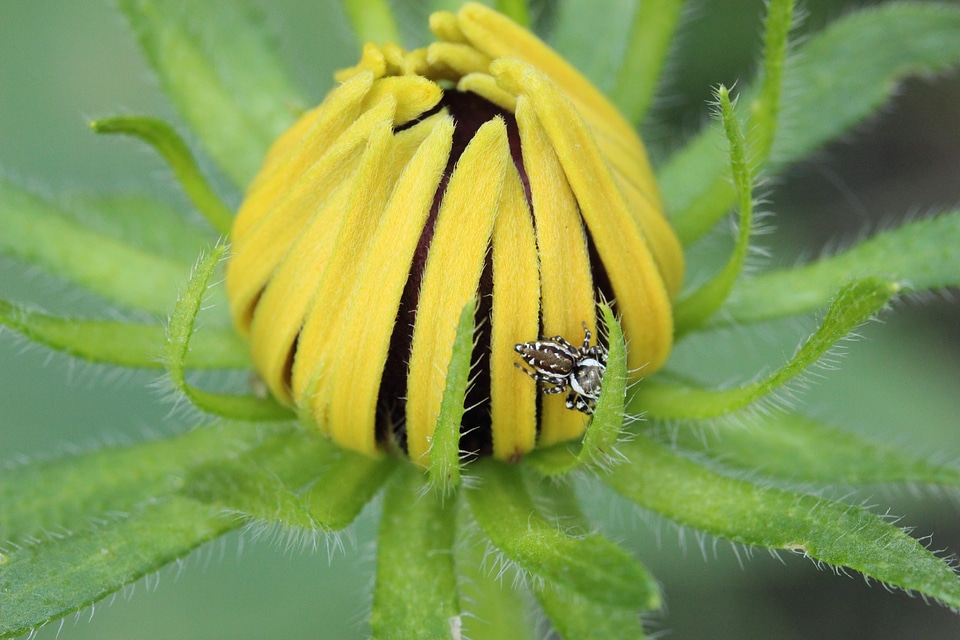 Garden nature yellow