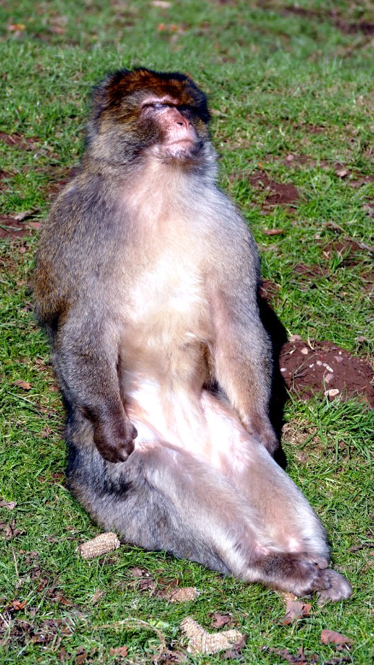 Animal Photography Blur