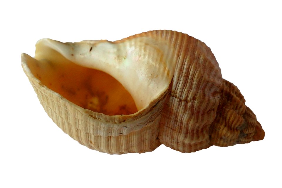 Blur Close-up Conch