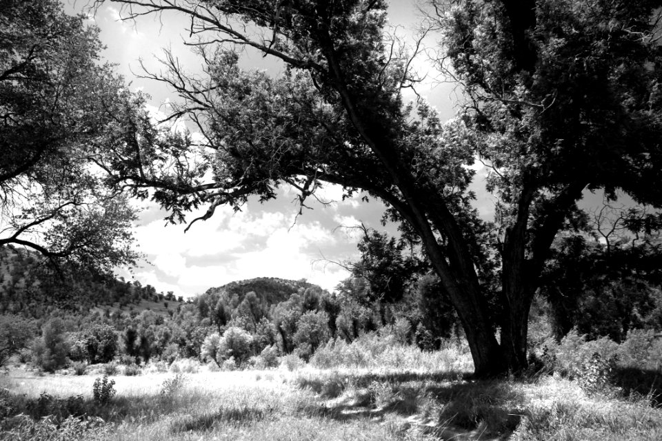 Gray Scale Photography Of Green Tree