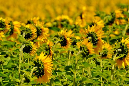 Sunflower On Green Stem During Daytime photo
