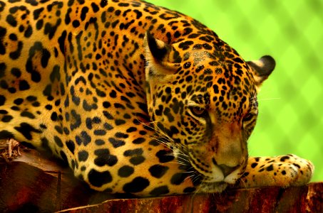 Leopard On Brown Log photo