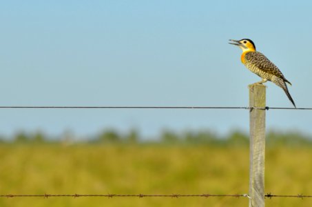 Black White Yellow And Gray Bird Standing On Brown Wooden Fence During Daytime