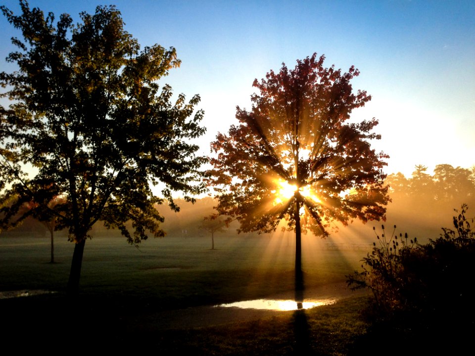 Green Leaved Tree On Green Grass Field During Sunset