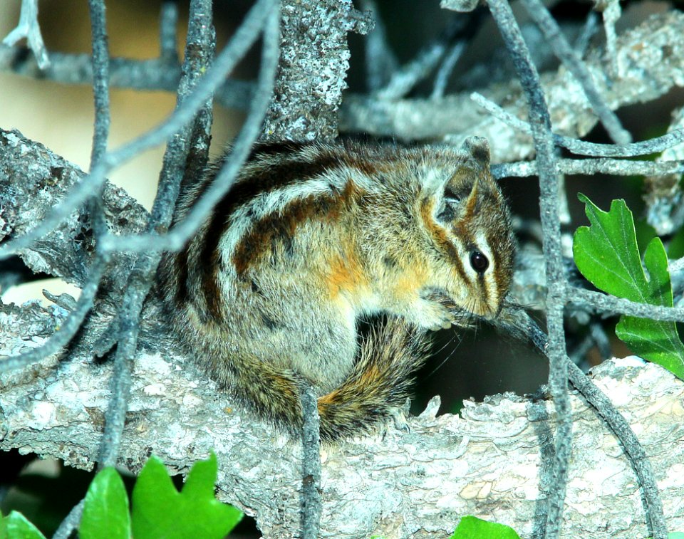 Brown Squirrel On Tree Trunk