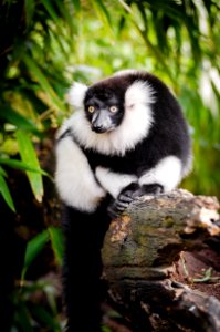 White And Black Long Coated Animal photo