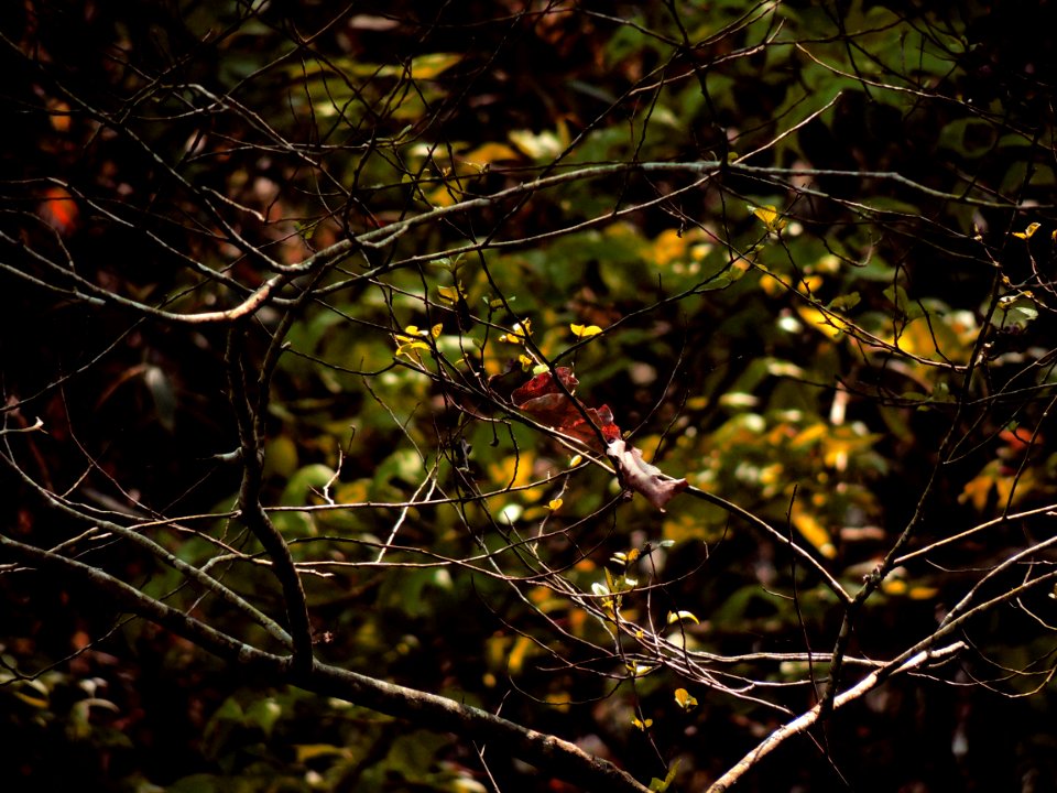 Brown Twigs With No Leaves