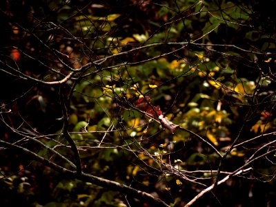 Brown Twigs With No Leaves photo