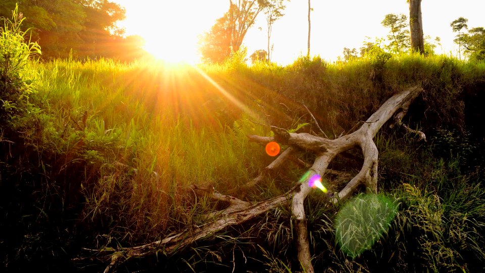 Green Grasses And Wood Branch photo