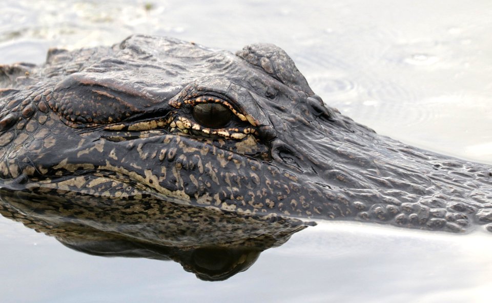 Black And Gray Alligator On Body Of Water