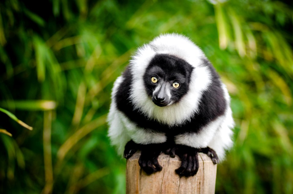 Selective Focus Photography Of White And Black Lemur photo