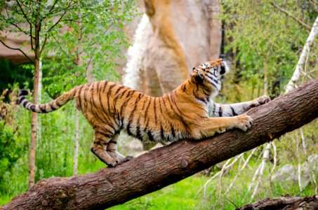 Tiger Stretching Over Brown Trunk During Daytime photo