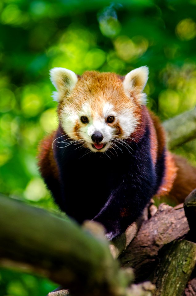Red Panda