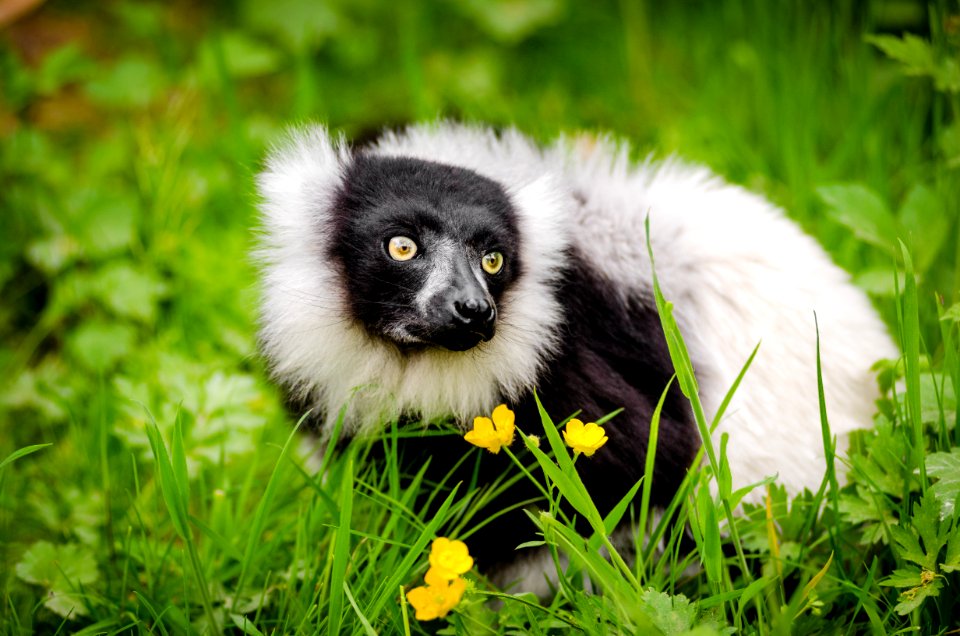 White And Black Long Coated Animal