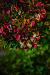 Branch Fresh Fruit