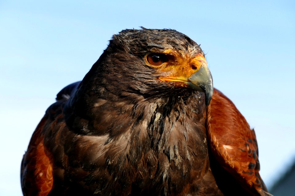 Animal Avian Beak photo