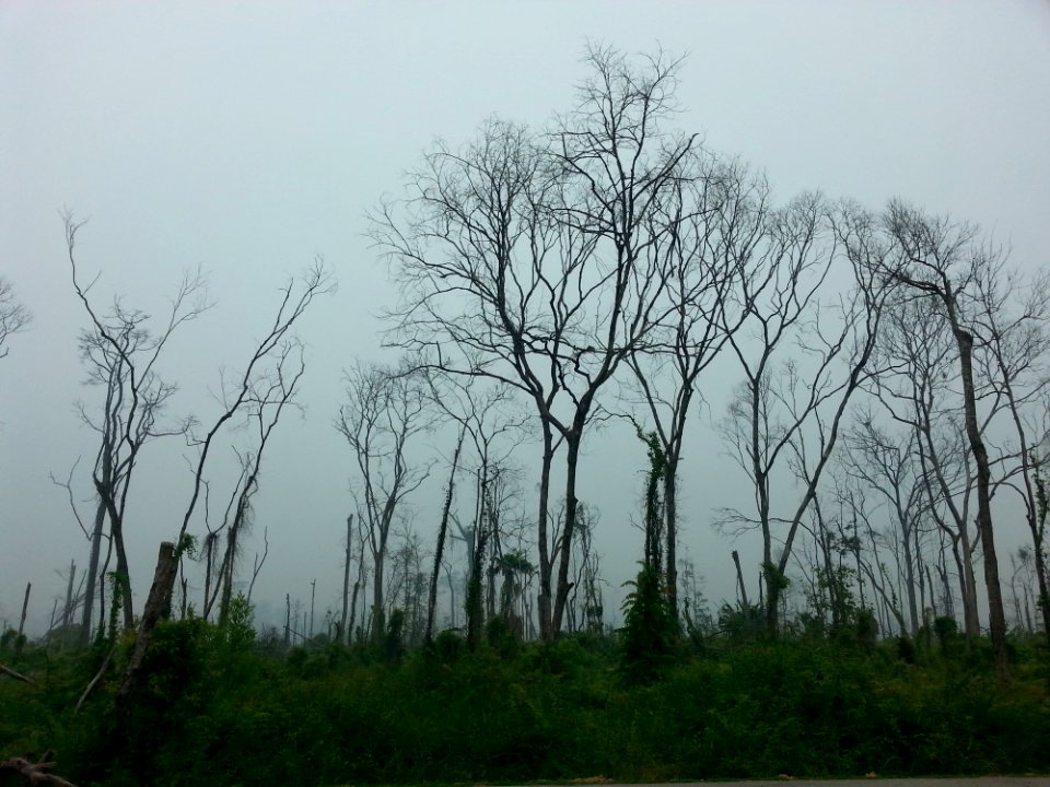 Branches Countryside Environment