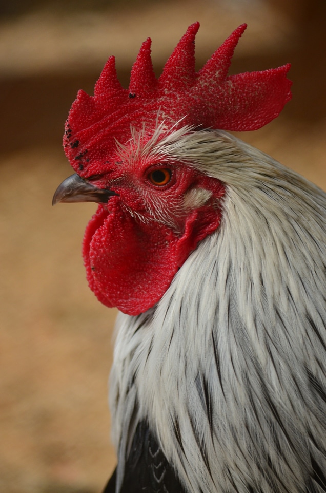 Poultry cockscomb livestock
