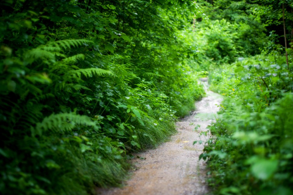Daylight Dirt Road