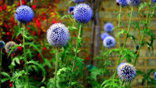 Bees Bloom Blooming