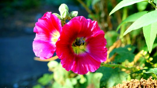 Beautiful Bee Bloom