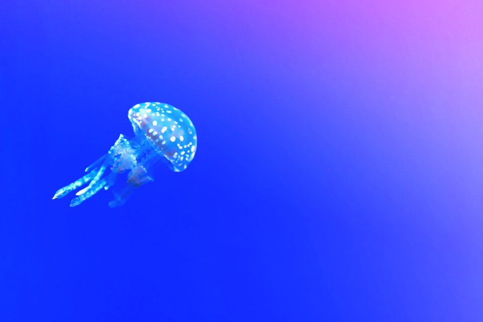 Aquarium Aquatic Blue