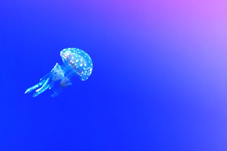 Aquarium Aquatic Blue