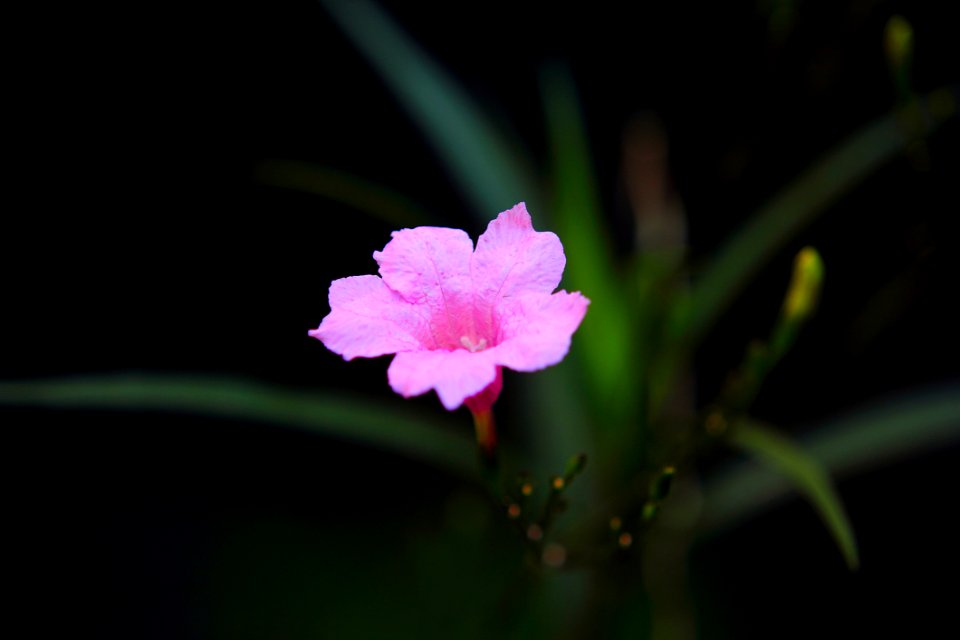 Beautiful Bloom Blooming