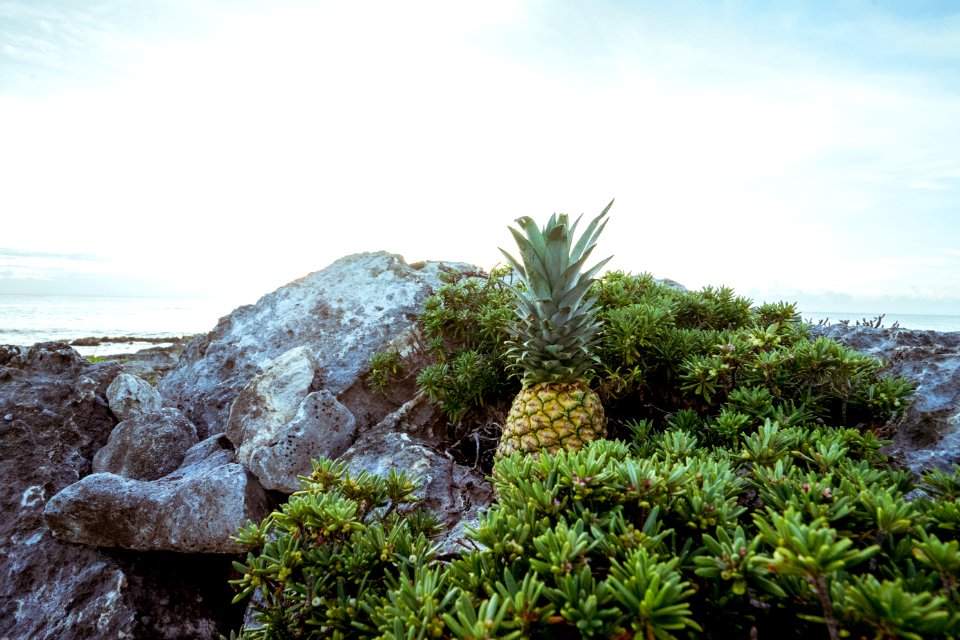 Beach Daylight Fruit
