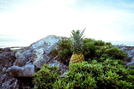 Beach Daylight Fruit