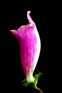 Bloom Blooming Blossom