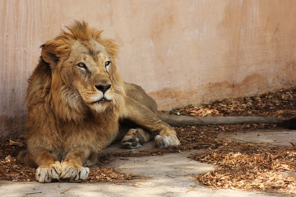 Jaipur zoo animal wildlife photo