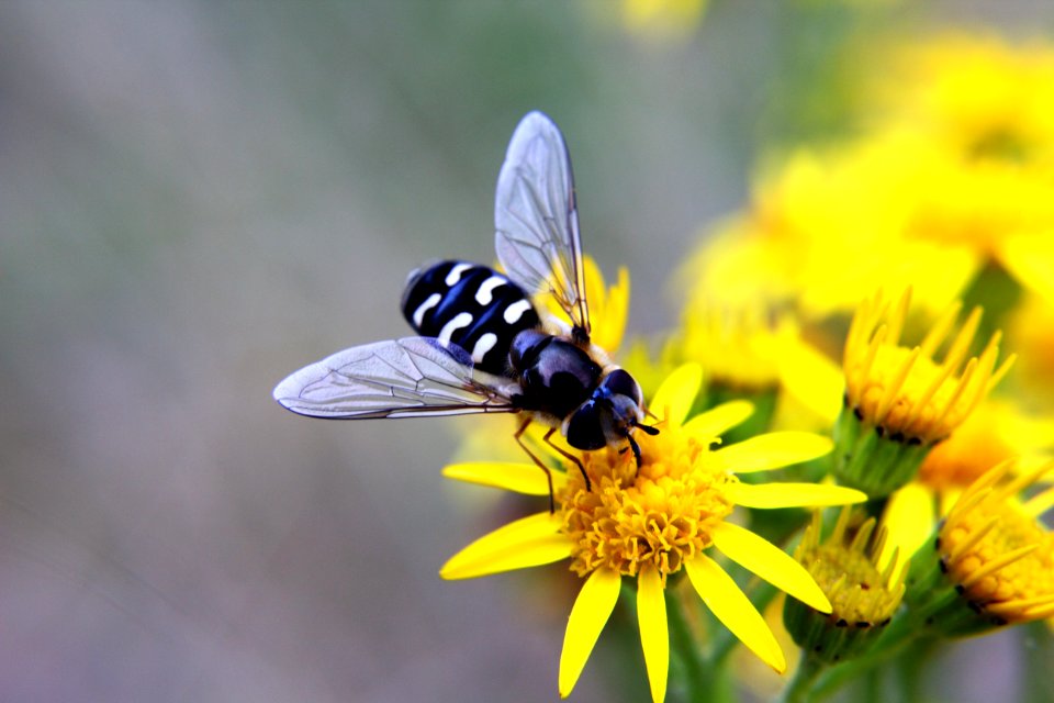 Animal Bloom Blossom