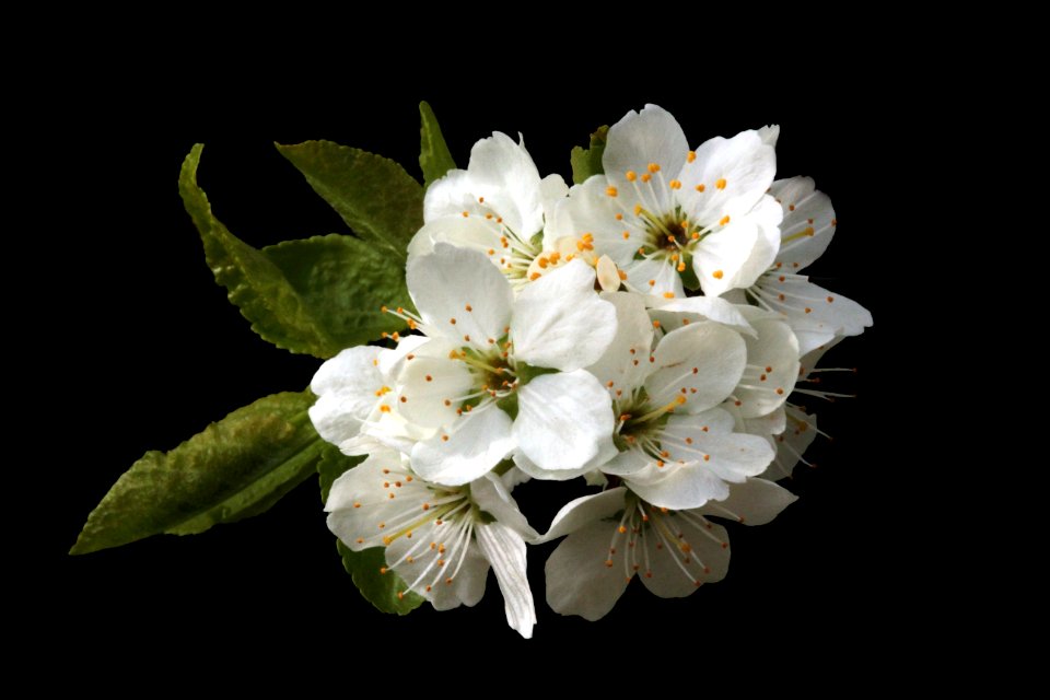 Beautiful Bloom Blooming
