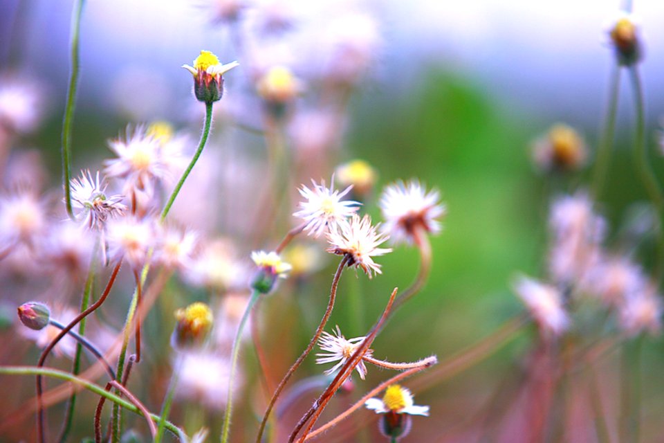 Selective Focus Of White Dandelion