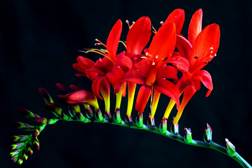 Beautiful Bloom Blooming