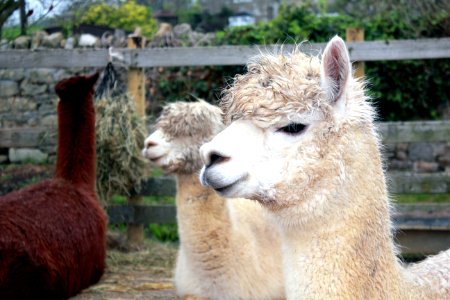 Animals Blur Close-up