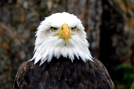 Animal Avian Bald