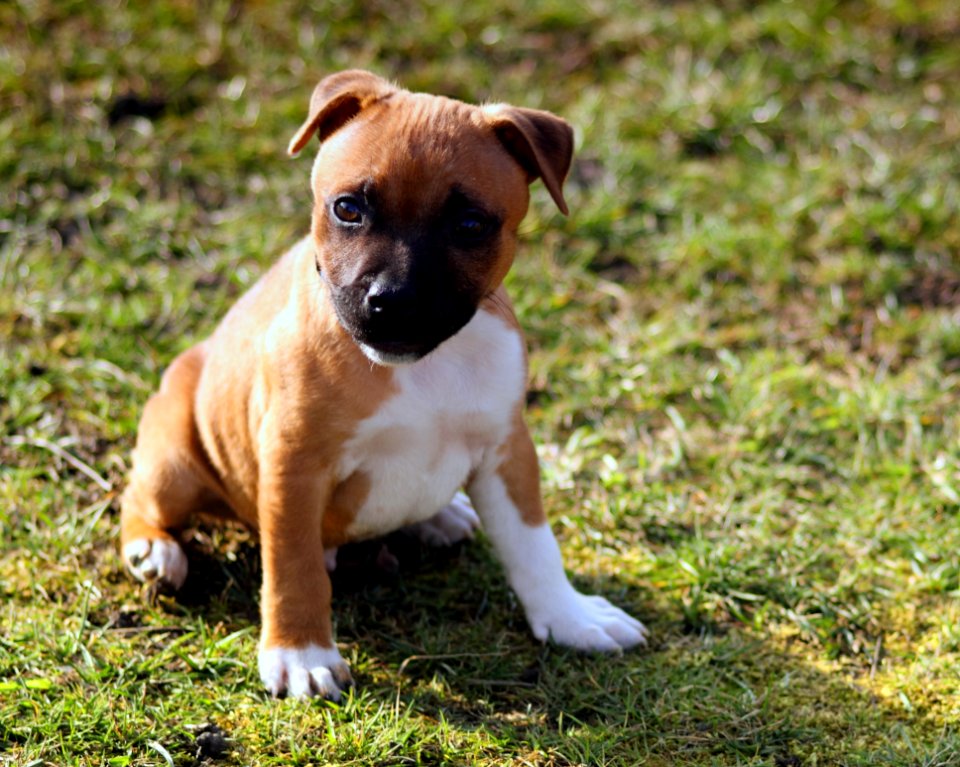 Adorable Animal Canine