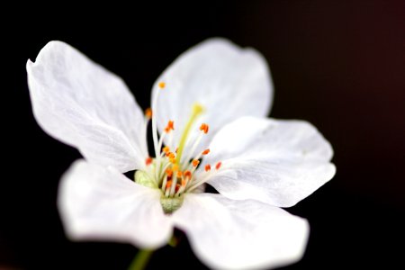 Beautiful Bloom Blooming photo